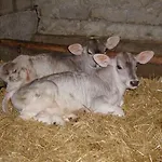 Nieslerhof Farm stay