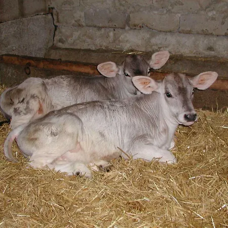 Nieslerhof Farma