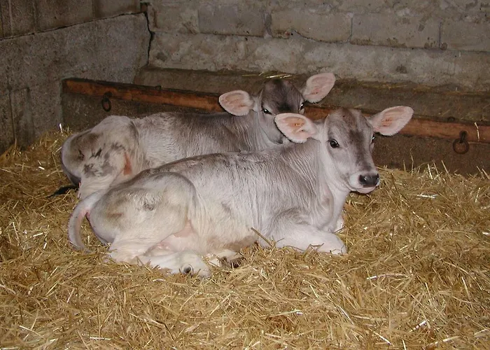 Nieslerhof Agroturismo